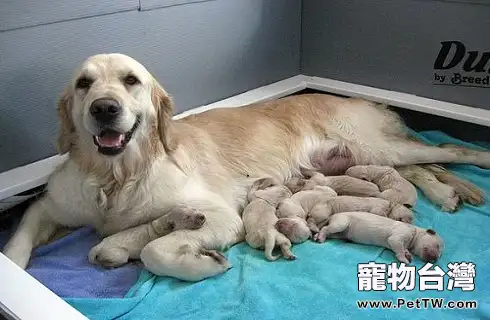 狗媽媽為什麼生了寶寶不吃飯？（共3張圖片）-寵物台灣