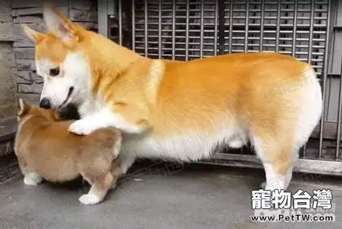 分娩後狗媽媽為何不吃東西?