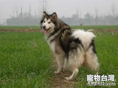 分娩後狗媽媽為何不吃東西?