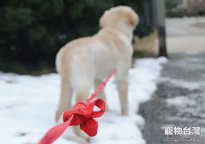 小區遛狗你應該注意哪些問題