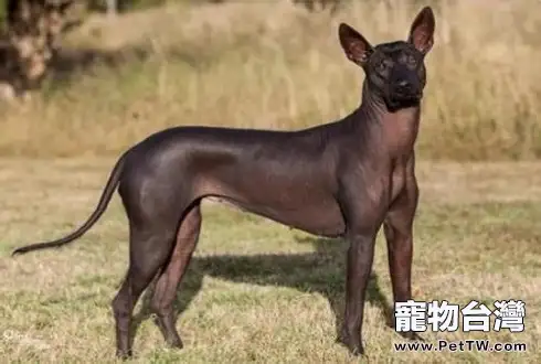 不長毛的狗狗品種介紹