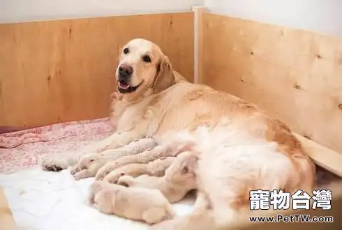 哺乳期的狗狗怎麼飼養？哺乳期狗狗飼養注意事項