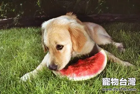 狗狗隨便吃別人給的東西怎麼辦 狗狗隨便吃別人給的東西怎麼訓練(共2張圖片)-寵物台灣