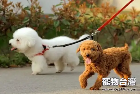 狗狗六大常見行為解析