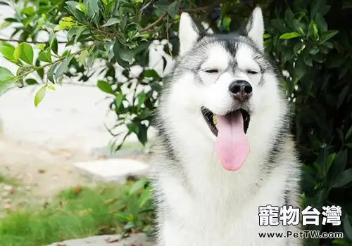 狗狗的標準體尺包括哪些（1圖）-寵物台灣