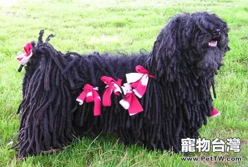 波利犬怎麼樣 波利犬詳細介紹