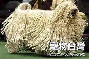 波利犬怎麼樣 波利犬詳細介紹（共2張圖片）-寵物台灣