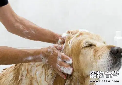 指示犬洗澡的步驟都有哪些？