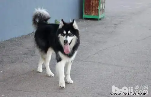 阿拉斯加好養嗎 阿拉飼養飼養五大注意事項