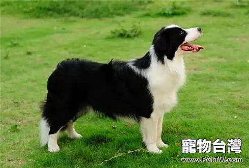 邊境牧羊犬洗澡注意事項