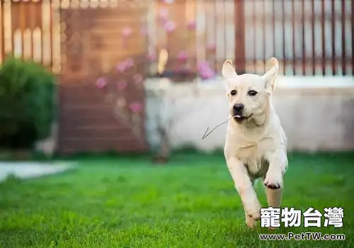 城市中是否應該禁止飼養寵物狗？