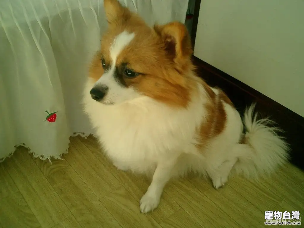 十大性格溫順的狗狗排名 有你家狗子嗎 十大性格溫順的狗狗排名 有你家狗子嗎