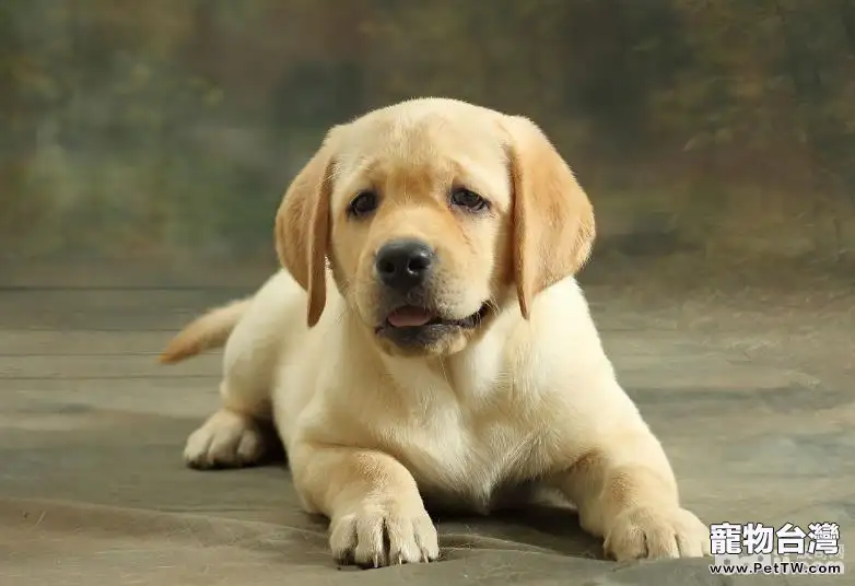 十大性格溫順的狗狗排名 有你家狗子嗎 十大性格溫順的狗狗排名 有你家狗子嗎