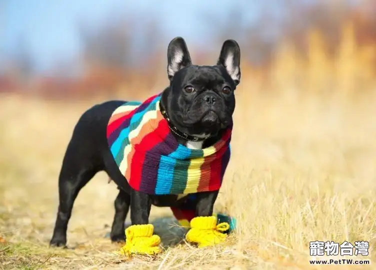 十大性格溫順的狗狗排名 有你家狗子嗎 十大性格溫順的狗狗排名 有你家狗子嗎