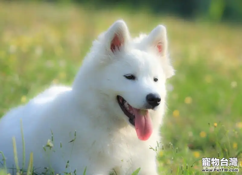 十大性格溫順的狗狗排名 有你家狗子嗎 十大性格溫順的狗狗排名 有你家狗子嗎