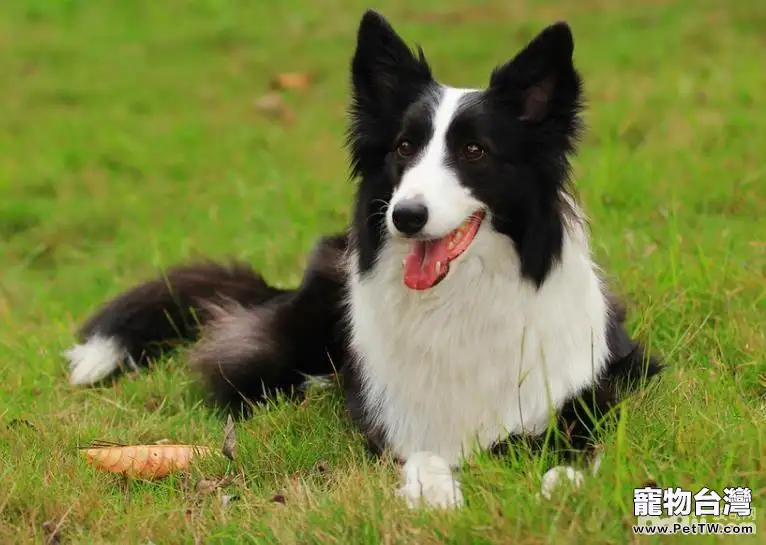 十大性格溫順的狗狗排名 有你家狗子嗎 十大性格溫順的狗狗排名 有你家狗子嗎