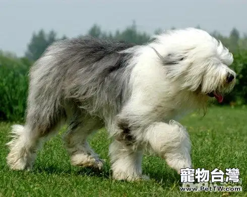 十大性格溫順的狗狗排名 有你家狗子嗎 十大性格溫順的狗狗排名 有你家狗子嗎