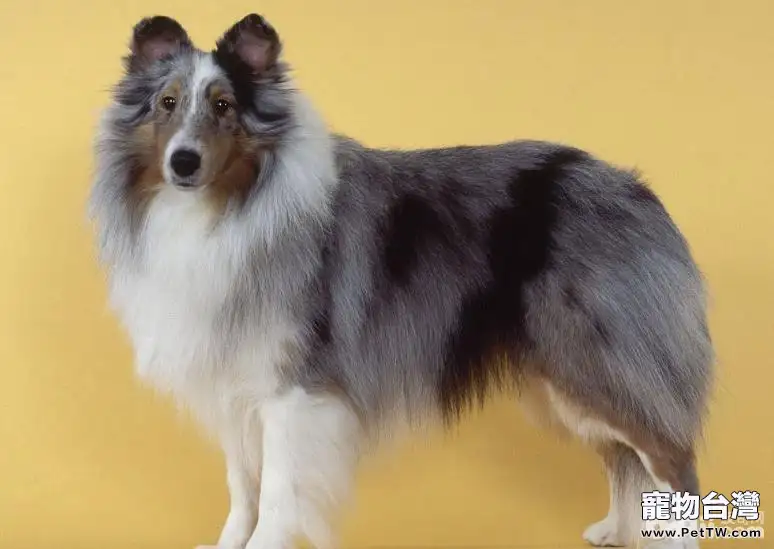 十大性格溫順的狗狗排名 有你家狗子嗎 十大性格溫順的狗狗排名 有你家狗子嗎