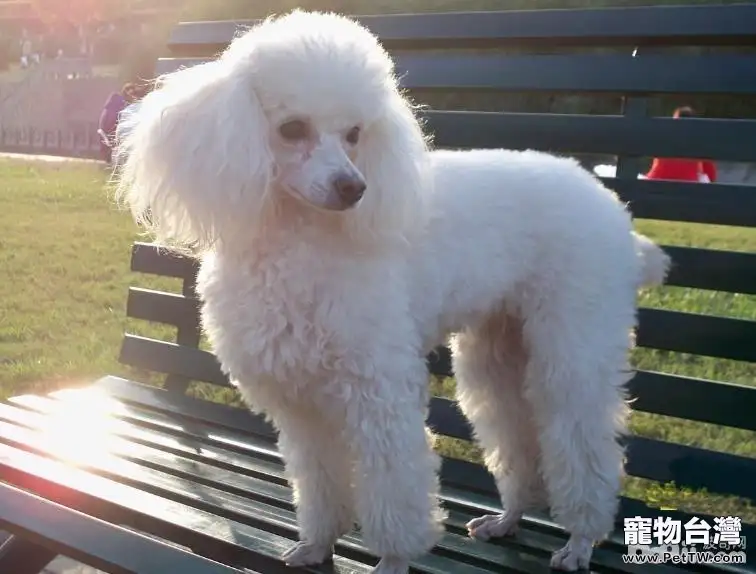 十大性格溫順的狗狗排名 有你家狗子嗎 十大性格溫順的狗狗排名 有你家狗子嗎