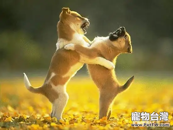 遛狗時狗狗打架應該怎麼處理？