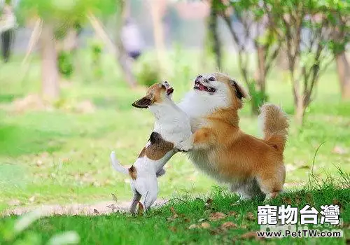 遛狗時狗狗打架應該怎麼處理？