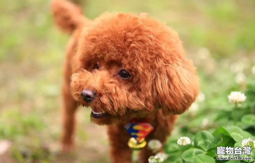 怎麼給泰迪犬刷牙 泰迪犬刷牙技巧