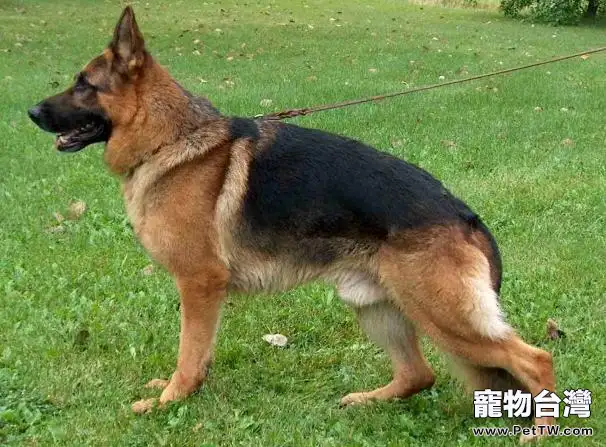 母犬產後為什麼容易生病