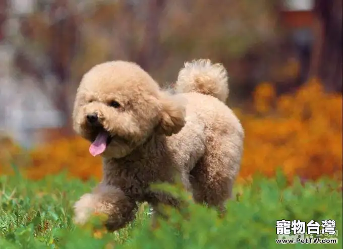 飼養泰迪犬的優點都有哪些？