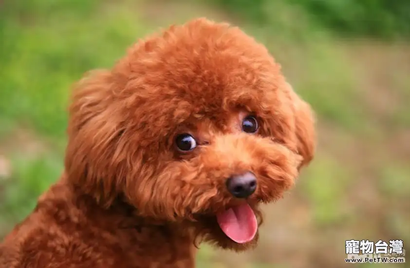 飼養泰迪犬的優點都有哪些？（共3張圖片）-寵物台灣