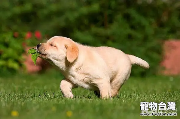 狗狗訓練的注意事項都有哪些?(共3張圖片)-寵物台灣
