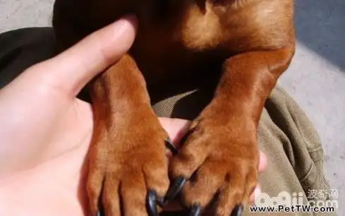 狗狗指甲怎麼修剪 狗狗指甲修剪注意事項有哪些？