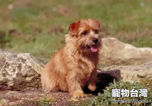 為什麼狗狗夏季感染細小犬瘟的幾率比較大？