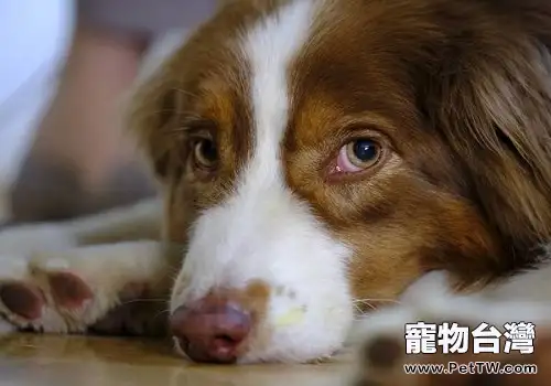 為什麼狗狗夏季感染細小犬瘟的幾率比較大？