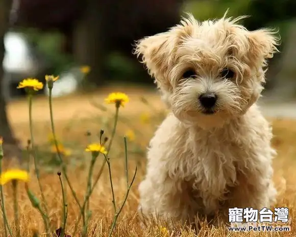 為什麼狗狗夏季感染細小犬瘟的幾率比較大？