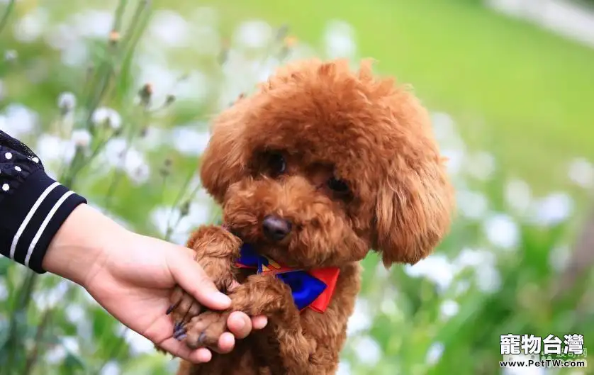 玩具貴賓犬應該如何區分真假？