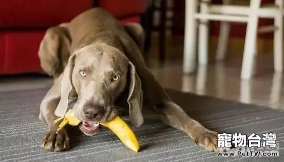 狗狗吃水果的知識你都知道嗎? 狗狗吃水果的知識你都知道嗎?