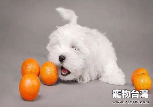 給狗狗吃水果的注意事項都有哪些? 給狗狗吃水果的注意事項都有哪些?