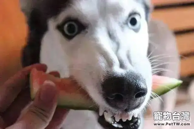 給狗狗吃水果的注意事項都有哪些？（共3張圖片）-寵物台灣