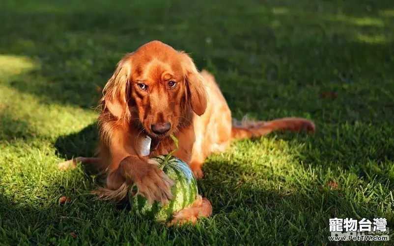 給狗狗吃水果的注意事項都有哪些? 給狗狗吃水果的注意事項都有哪些?