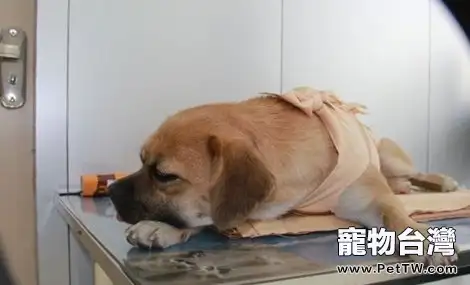 給狗狗絕育需要知道的事情都有哪些?(共3張圖片)-寵物台灣