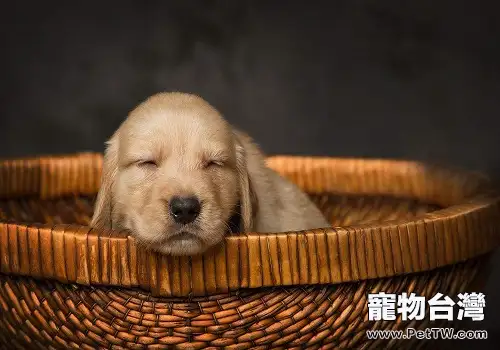 新出生的幼犬寵物主應該如何護理？