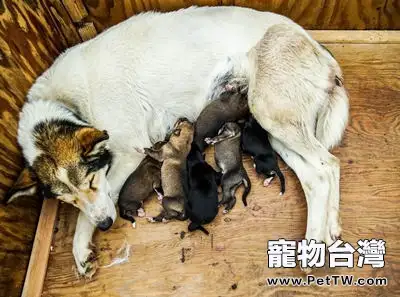 狗狗臨產前都有哪些是需要準備的？