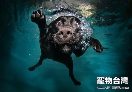 狗狗游泳的注意事項都有哪些？