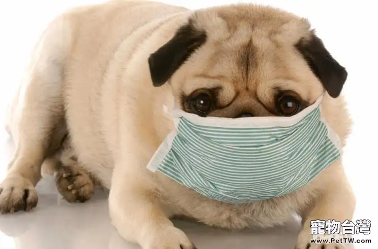 狗狗真假感冒的症狀都有哪些不同？
