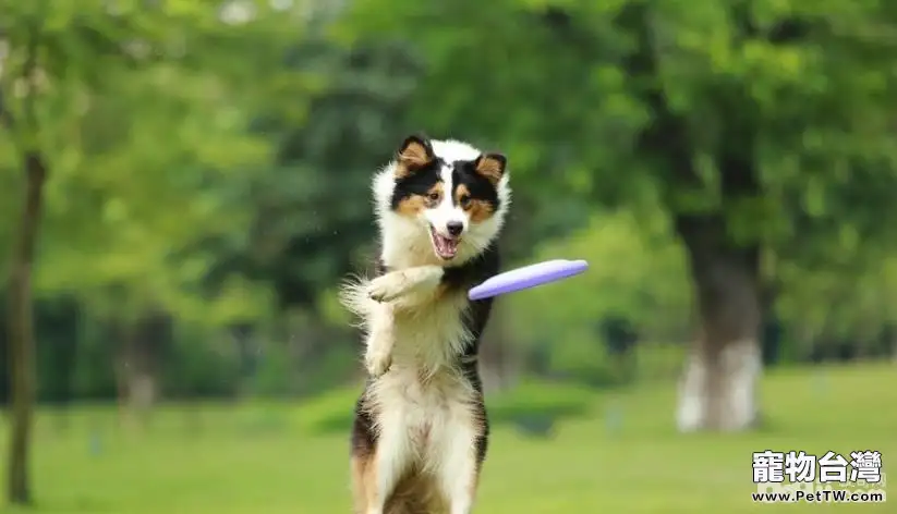 犬細小如何治療，犬細小的預防方法