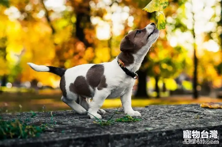 狗狗犬瘟熱怎麼預防 狗狗犬瘟熱症狀有哪些