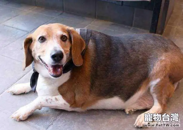 狗狗太胖怎麼辦 狗狗怎麼能瘦下來