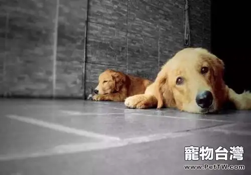 判斷狗狗肥胖的方法都有什麼？