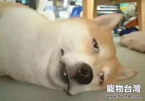 夏天狗狗中暑後應該怎麼辦？