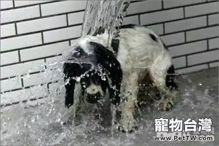 夏天狗狗中暑後應該怎麼辦？